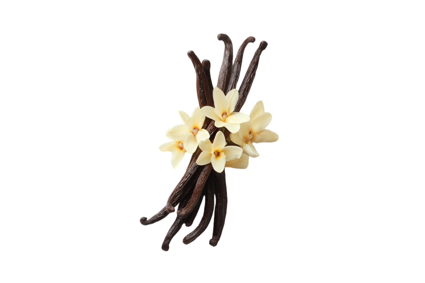 Vanilla beans and flowers isolated on a transparent background png