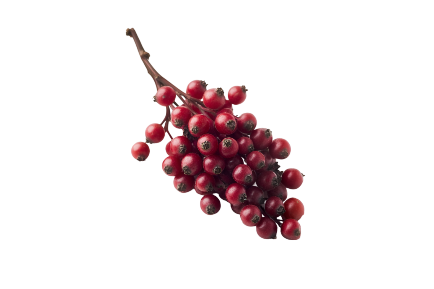 Sumac berries on a branch isolated on a transparent background png