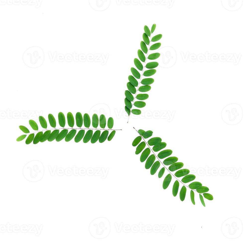 Fresh Green Leaves on White Background Isolated for Nature and Botanical Concepts photo