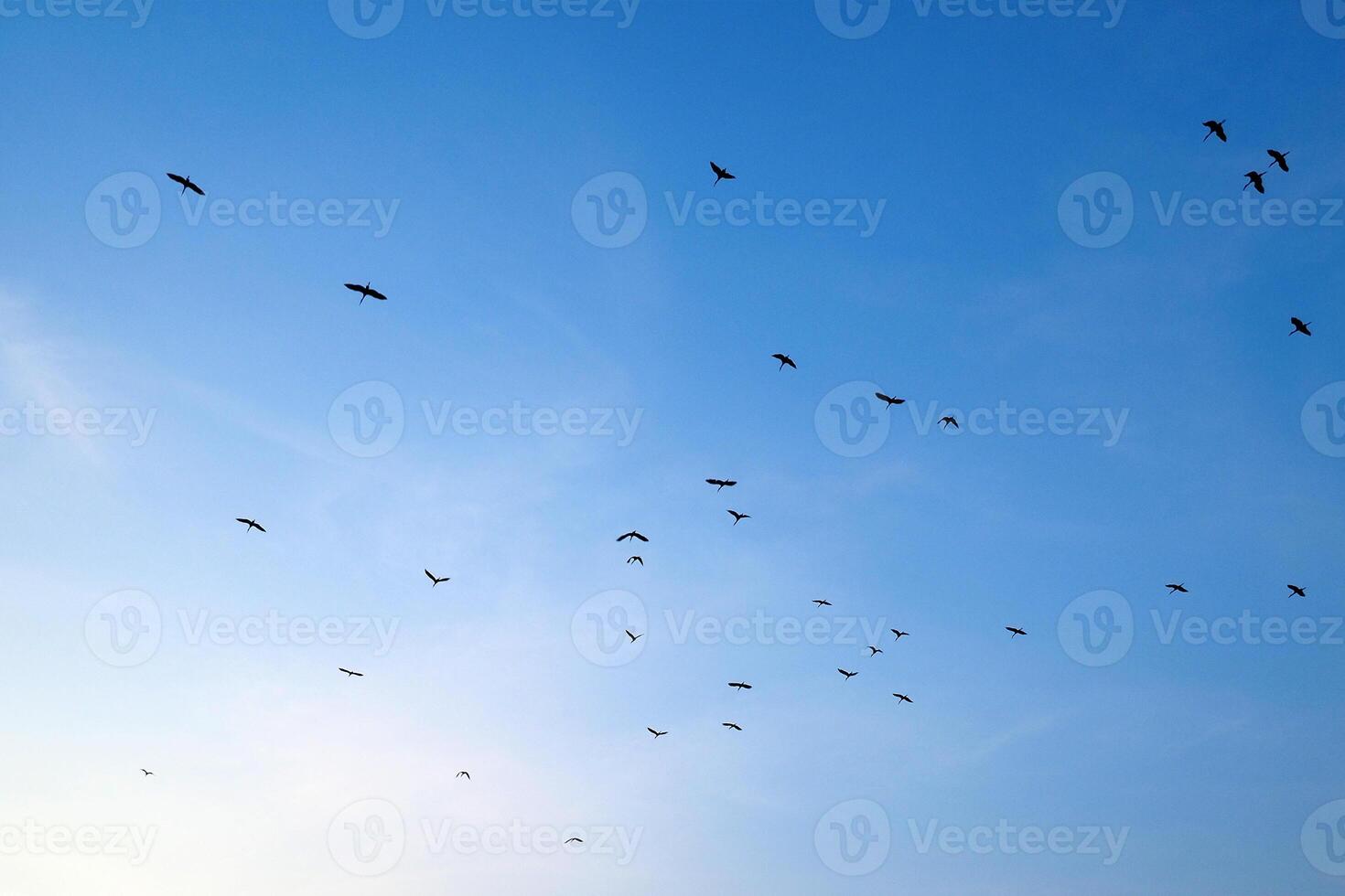 Flock of Birds Soaring Across a Clear Blue Sky at Dusk Capturing the Beauty of Nature and Freedom in Motion photo