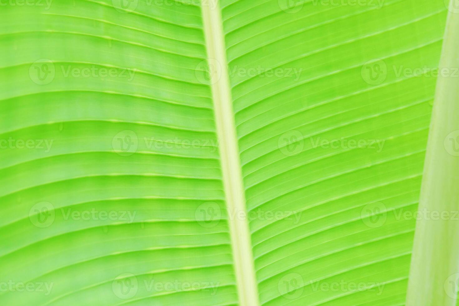 Close-Up of Vibrant Green Banana Leaf with Natural Texture and Parallel Veins in Soft Light photo