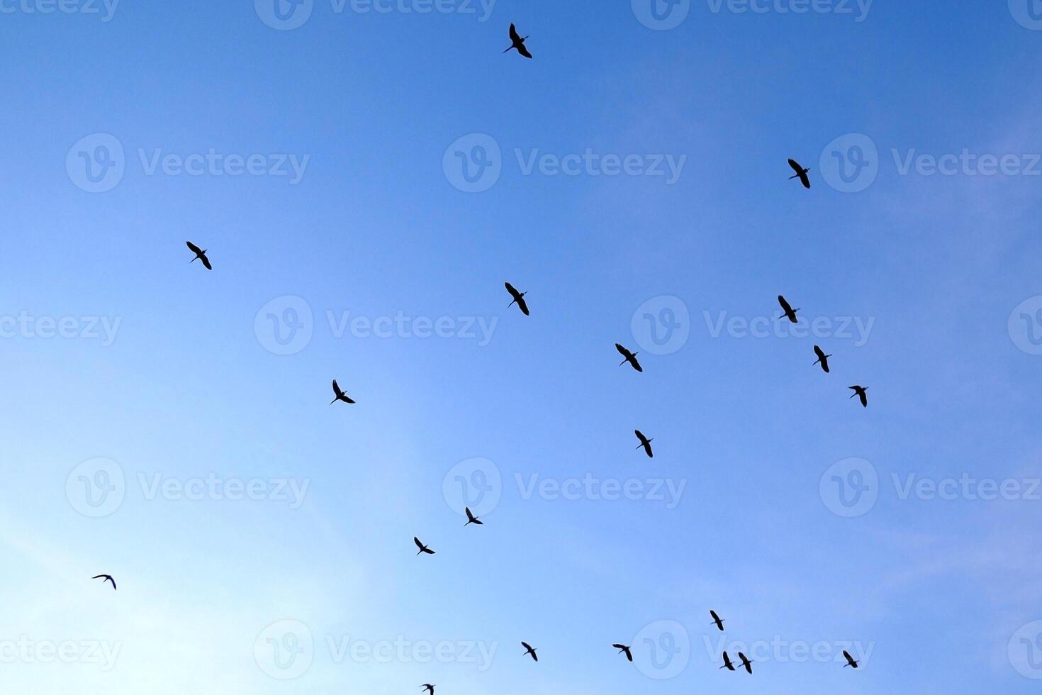 Flock of Birds Soaring in Clear Blue Sky Capturing the Essence of Freedom and Tranquility in Nature's Vast Open Space photo