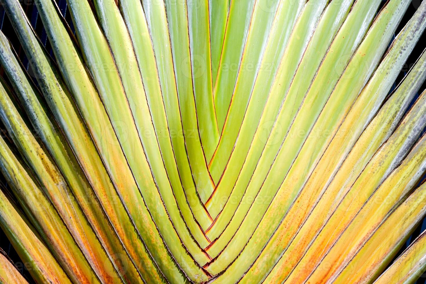 Close-Up of Vibrant Tropical Palm Leaf with Radiating Green and Yellow Stripes in Natural Sunlight photo