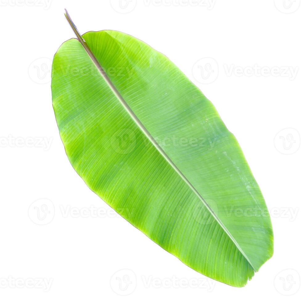 Fresh Green Banana Leaf Isolated on White Background for Natural and Organic Design Concepts photo