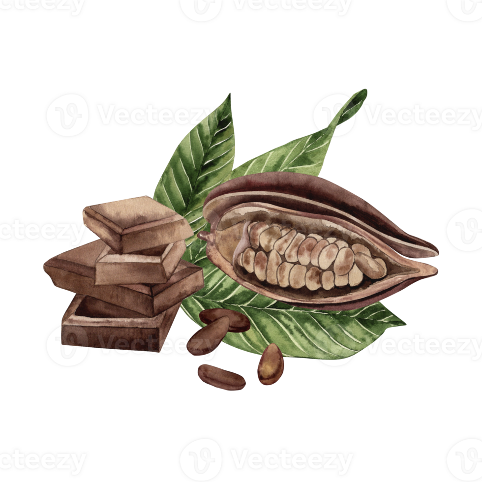 A bar of chocolate, a cocoa fruit with grains inside lies on the green leaves of a cocoa tree. The illustration with the composition of the plant and dessert is hand-painted in watercolor png