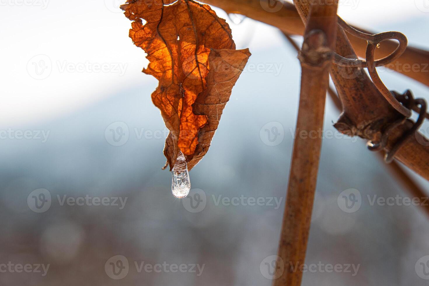 Dried orange brown vine leaf with ice droplet melting in sunlight, symbolizing transition, nature cycle, and delicate winter beauty. Foggy blurred sky on background. Copy space photo