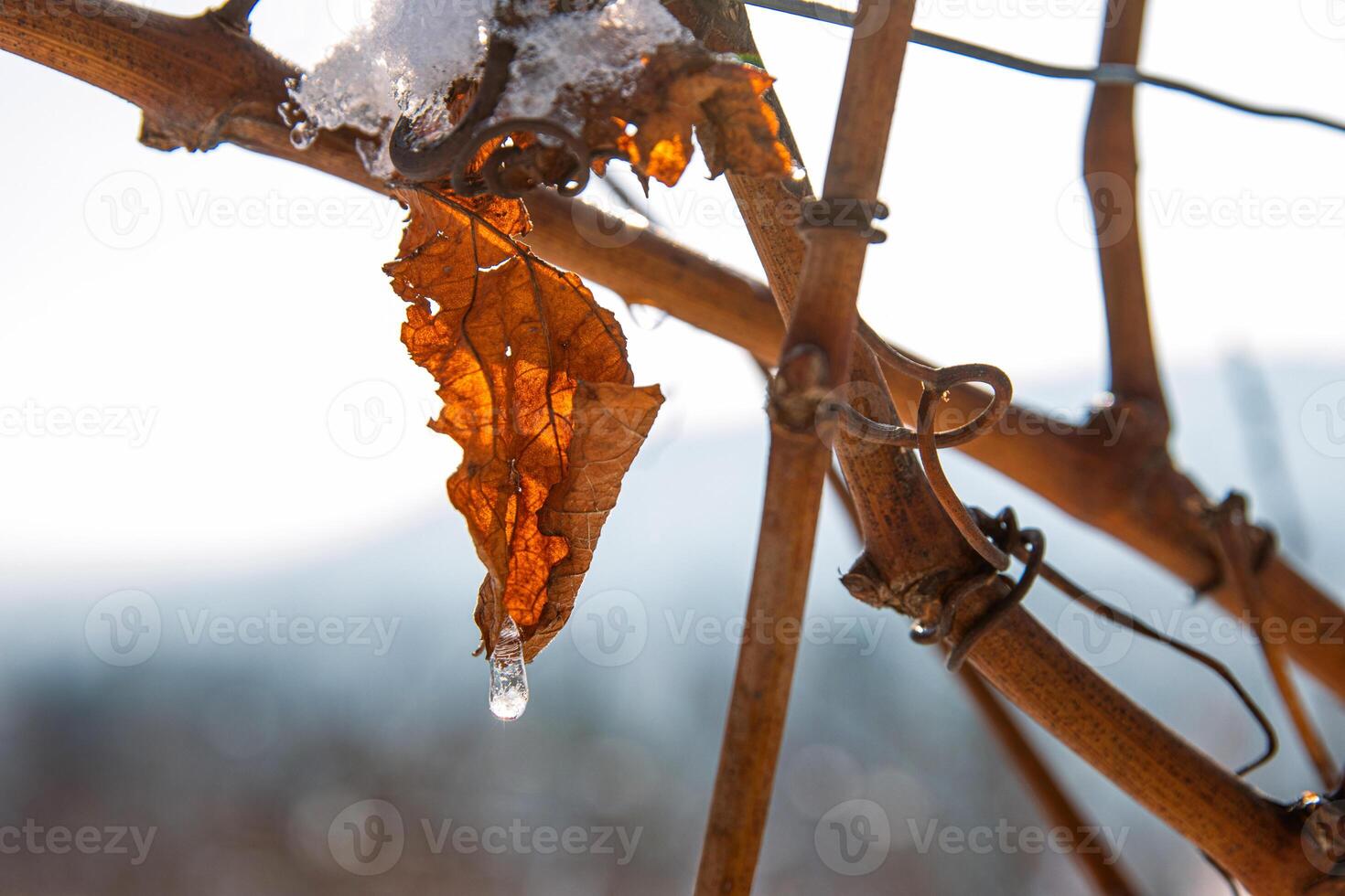 Dried orange brown vine leaf with ice droplet melting in sunlight, symbolizing transition, nature cycle, and delicate winter beauty. Foggy blurred sky on background. Copy space photo