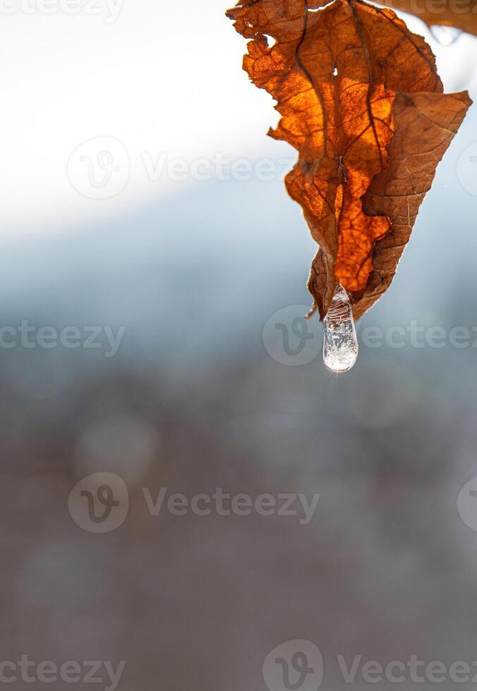 Dried orange brown vine leaf with ice droplet melting in sunlight, symbolizing transition, nature cycle, and delicate winter beauty. Foggy blurred sky on background. Copy space photo