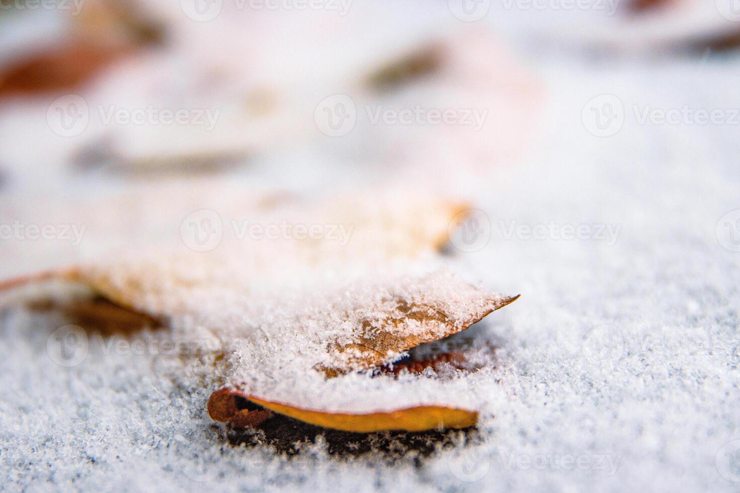 Closeup of delicate autumn leaves dusted with snow laying on wet frozen asphalt road. Nature background. Transition from autumn to winter. Selective focus. Copy space photo