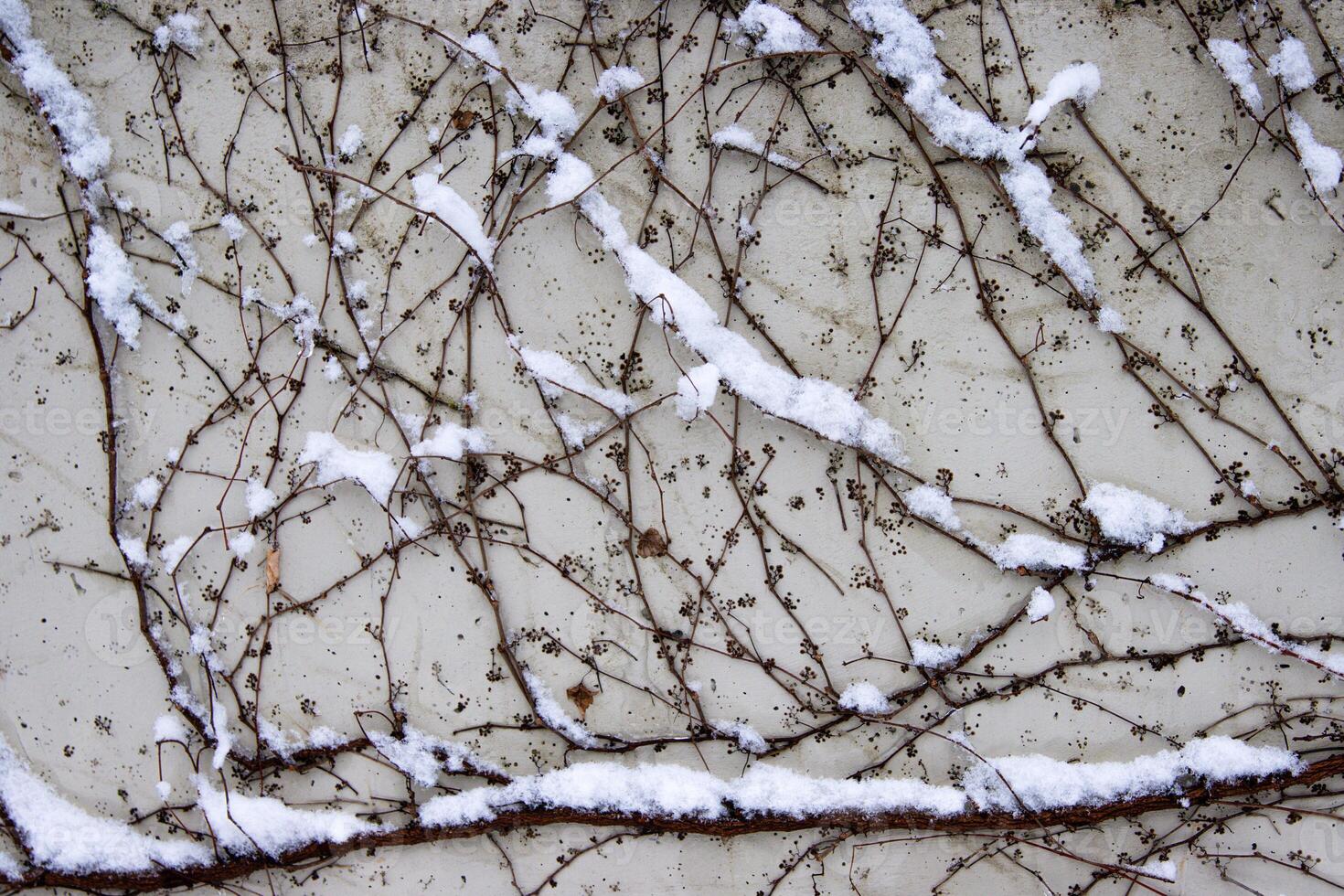Tangled ivy vines on a wall dusted with snow, creating an intricate natural winter pattern ideal for backgrounds or abstract designs. Closeup of bare climbing plants covered in snow, photo