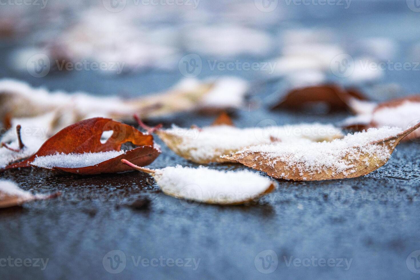 Closeup of autumn leaves covered with snow laying on wet frozen asphalt road. Nature background, and transitions from autumn to winter. Selective focus. photo