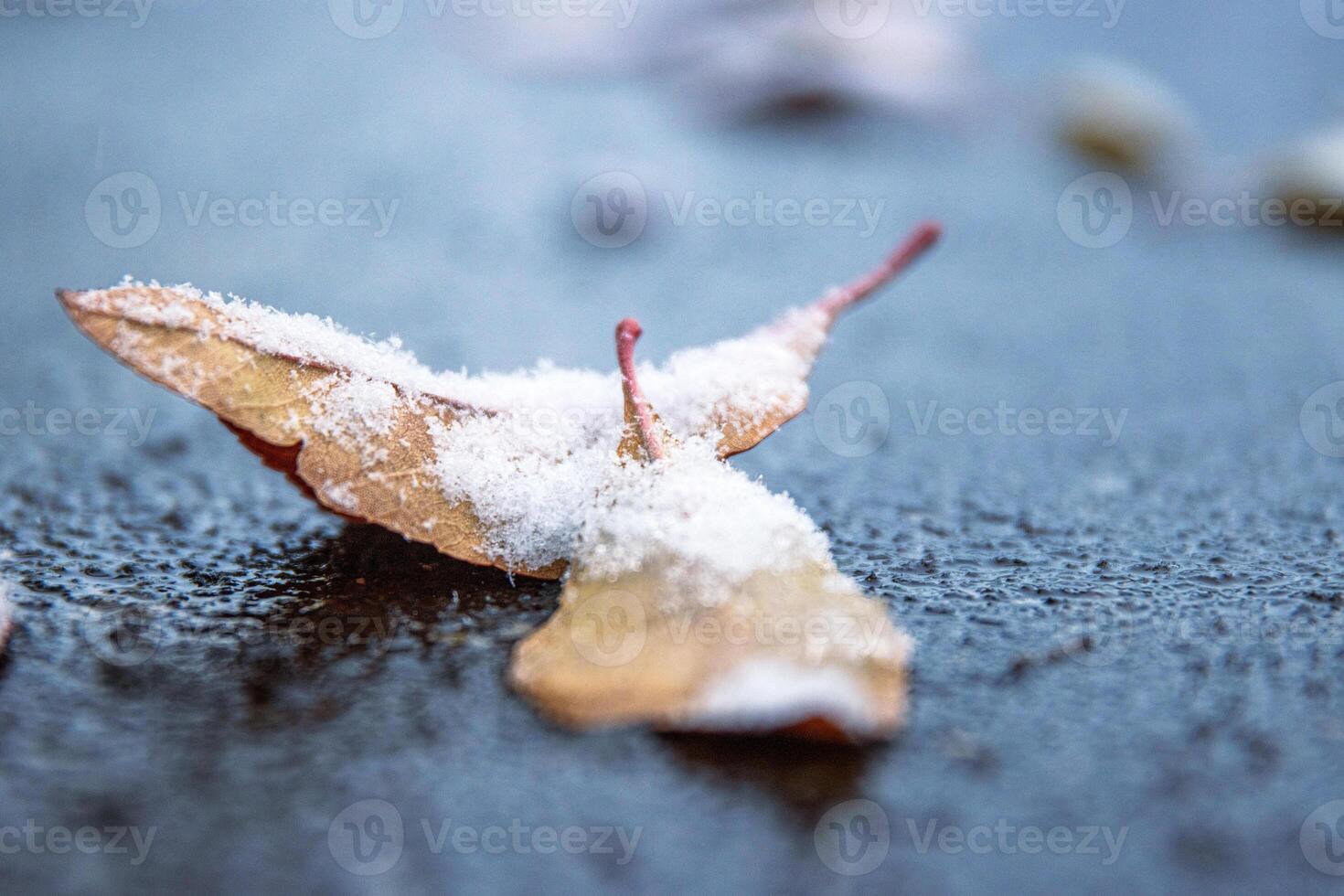 Closeup of autumn leaves covered with snow laying on wet frozen asphalt road. Nature background, and transitions from autumn to winter. Selective focus. photo