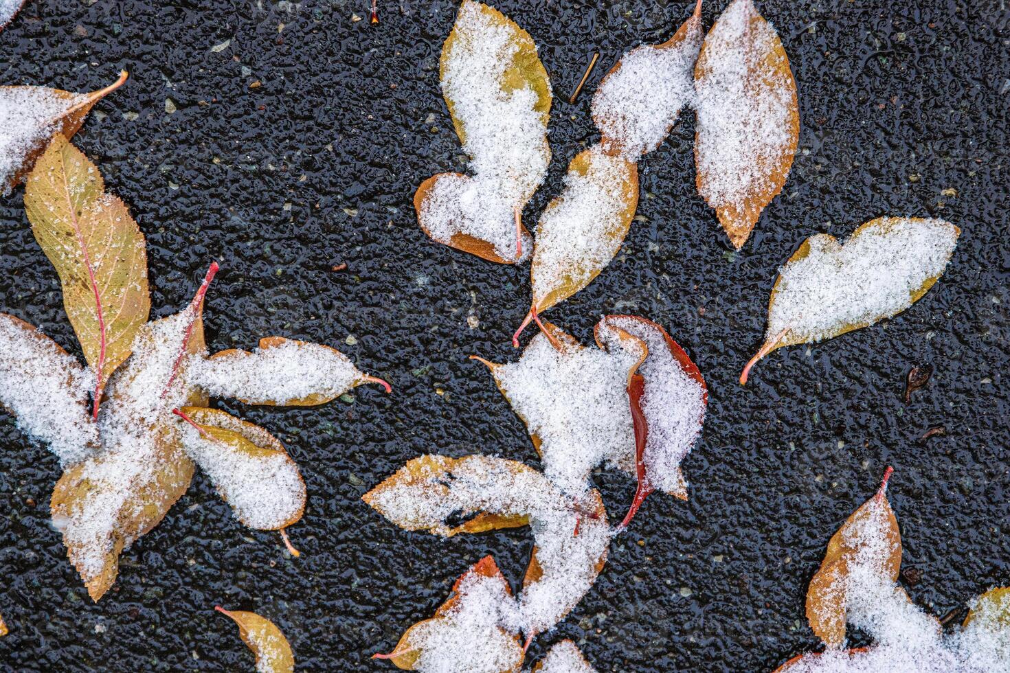 Top view of autumn leaves covered with snow laying on wet frozen asphalt road. Nature background, and transitions from autumn to winter. Selective focus. photo