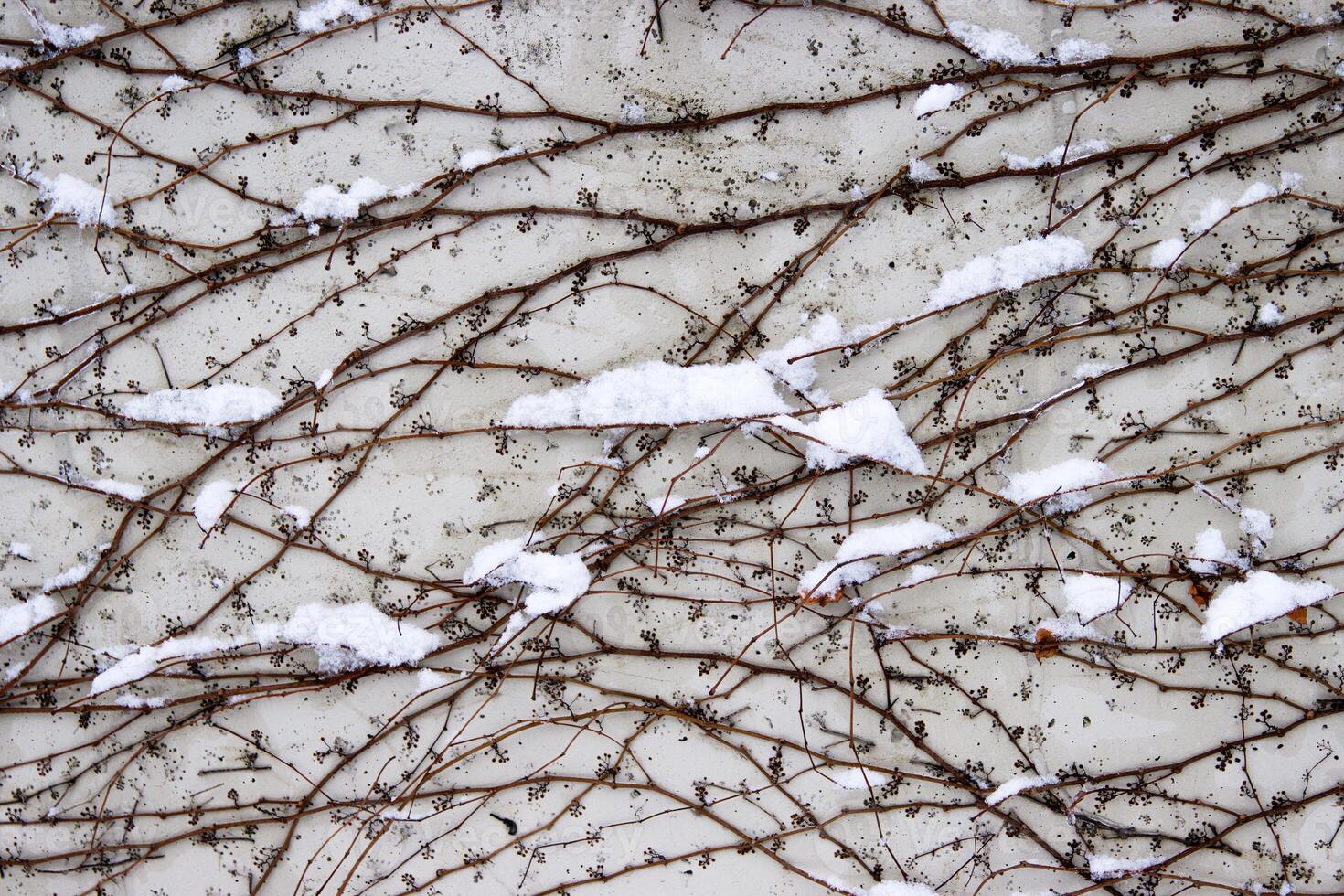 Tangled ivy vines on a wall dusted with snow, creating an intricate natural winter pattern ideal for backgrounds or abstract designs. Closeup of bare climbing plants covered in snow, photo