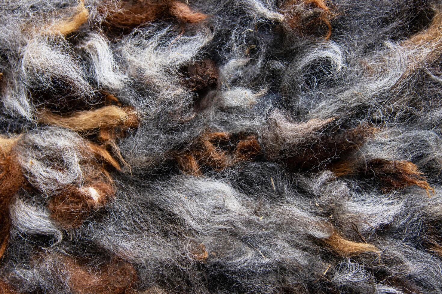 Closeup of natural alpaca wool fleece in shades of brown, gray, and white. Detailed texture of mixed color fibers. Sustainable resources, felting craftsmanship, design, warmth concept. photo