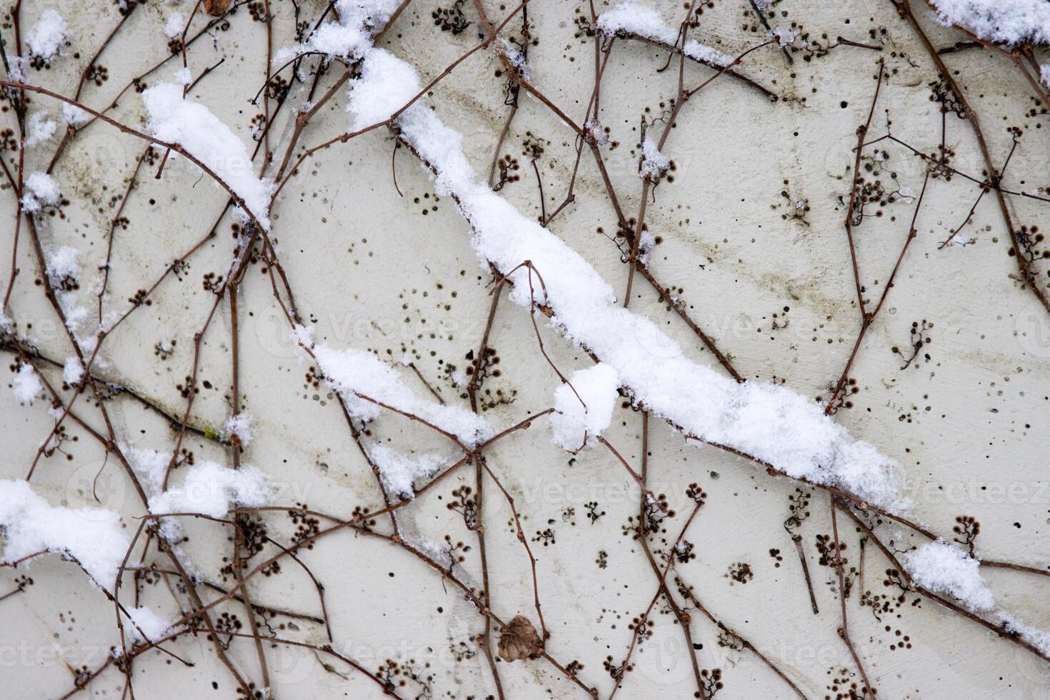 Tangled ivy vines on a wall dusted with snow, creating an intricate natural winter pattern ideal for backgrounds or abstract designs. Closeup of bare climbing plants covered in snow, photo