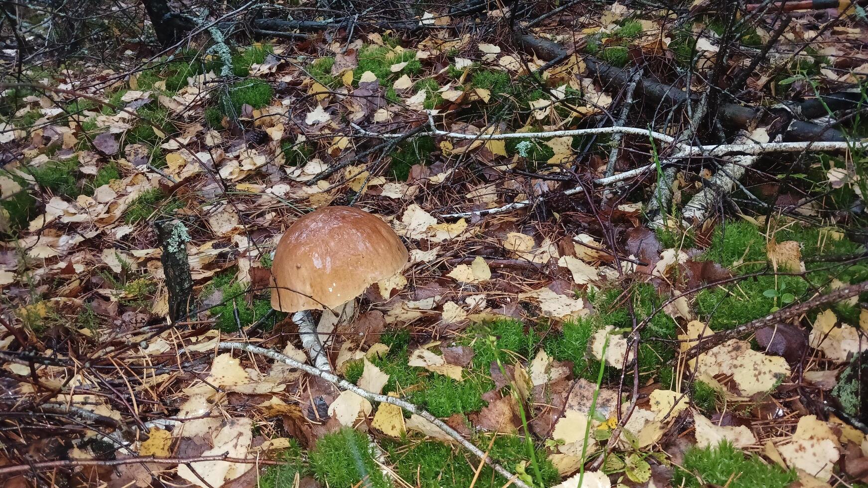 A mushroom is sitting on the ground in the woods photo