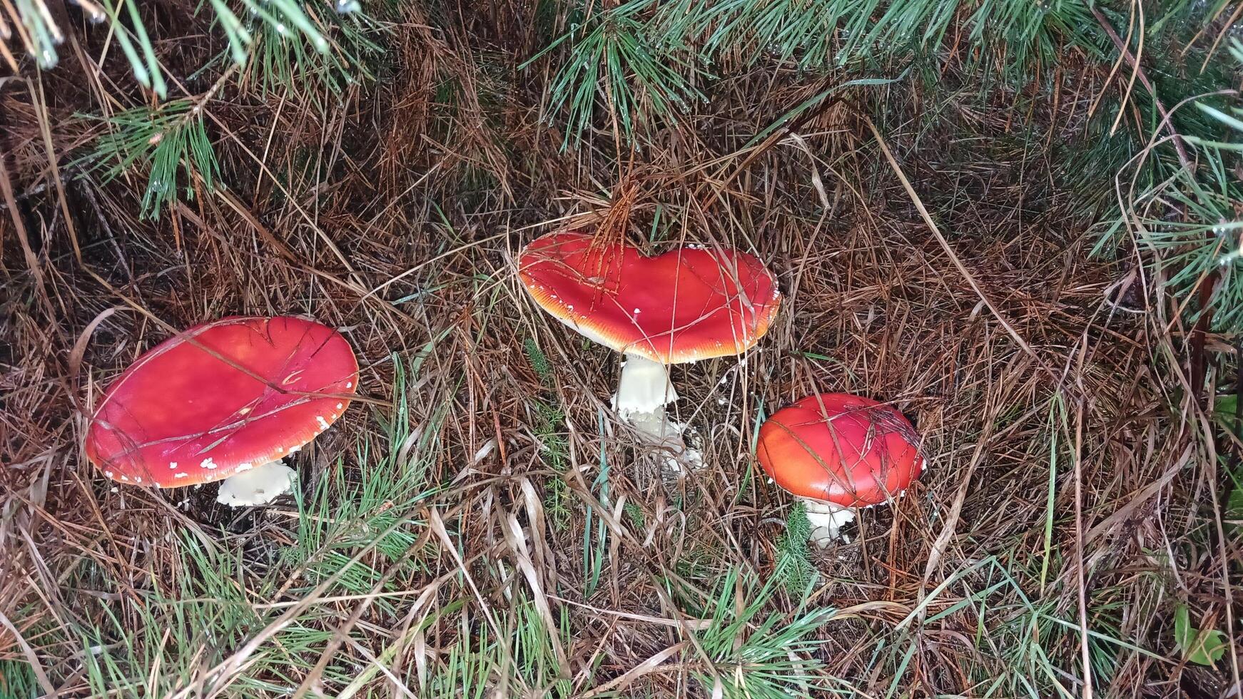 Three red mushrooms in the grass near some pine trees photo