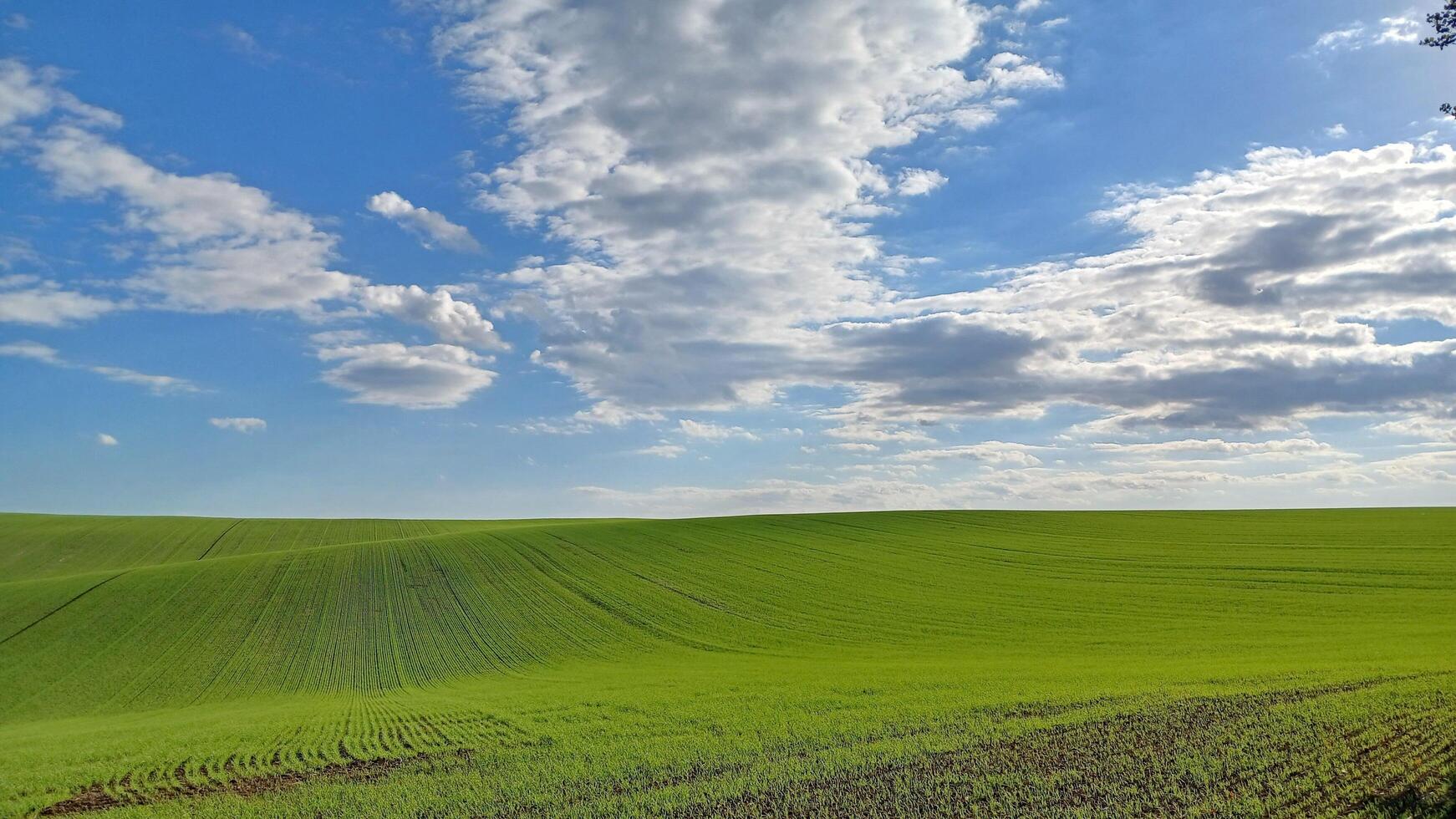 A green field with trees and clouds photo