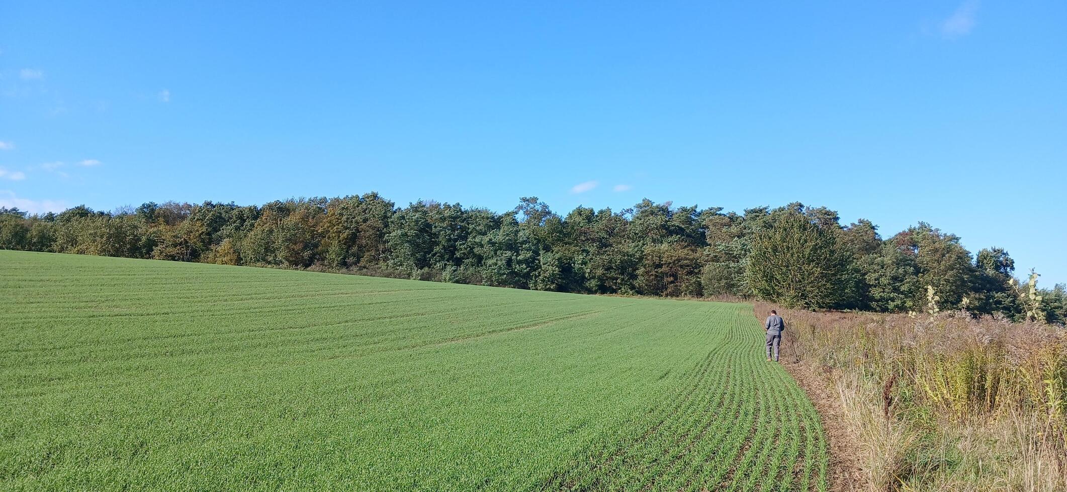 A person walking in a field with trees and grass photo