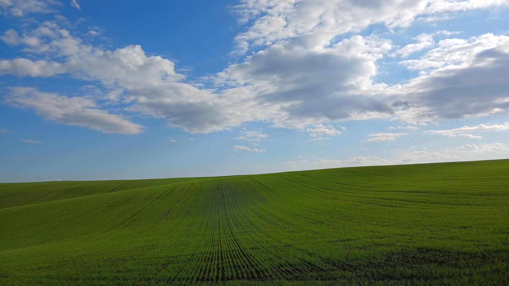 A field with green grass and clouds photo