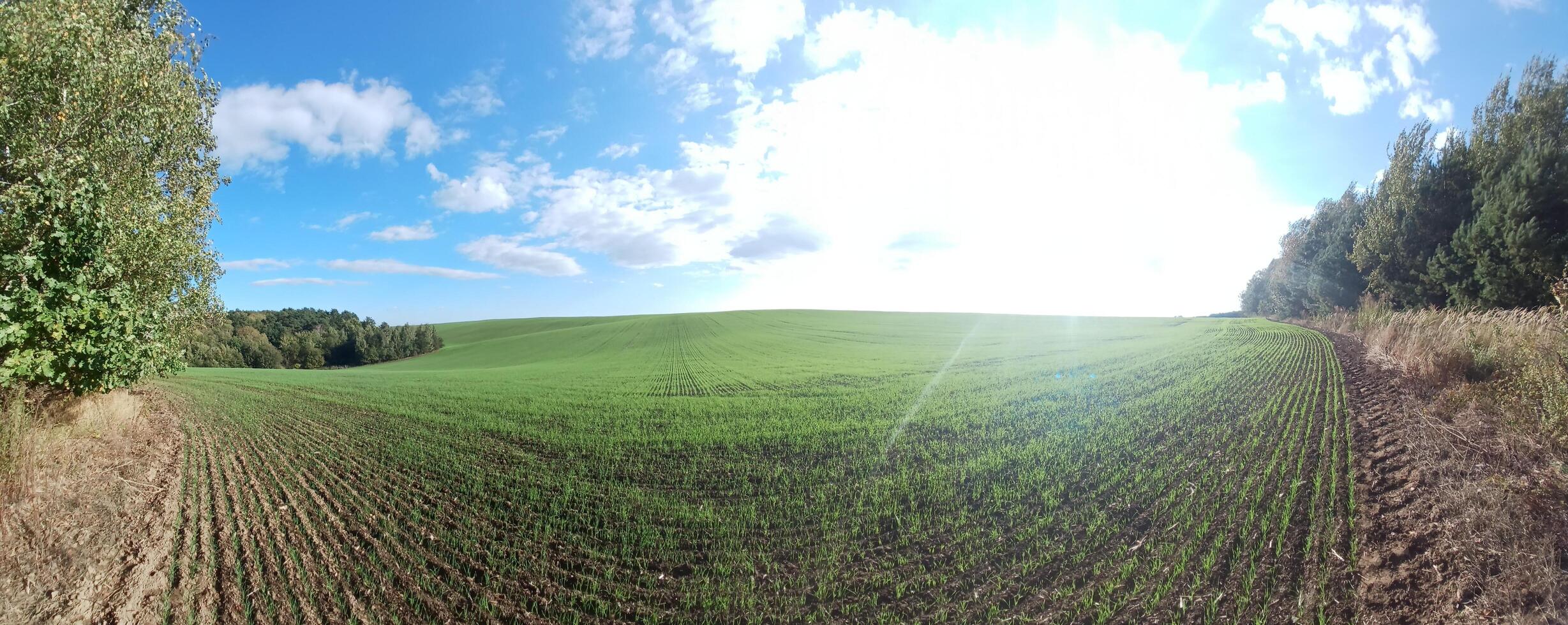 A 360 - view of a field with trees and sky photo