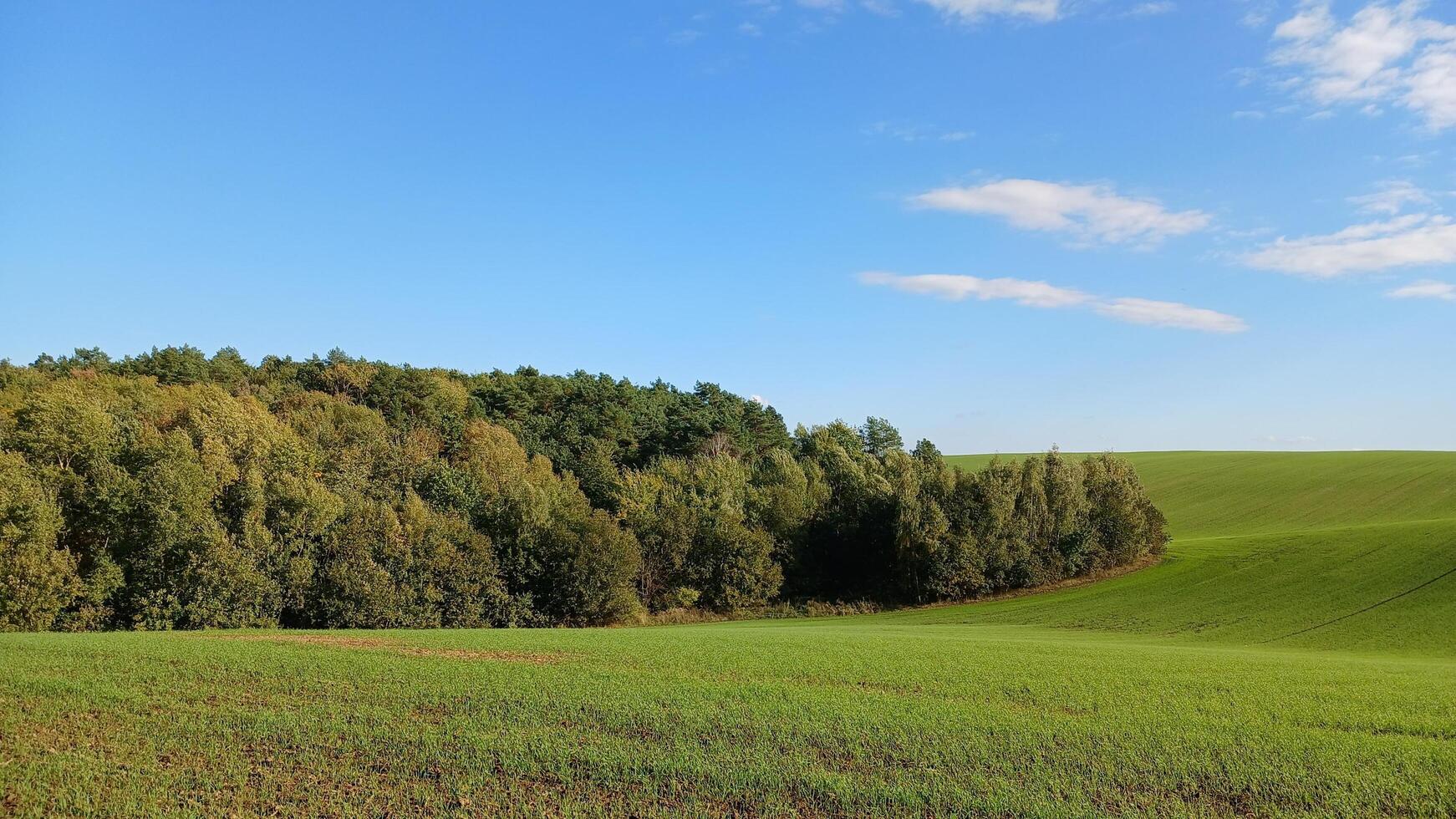 A field with a tree in the middle of it photo