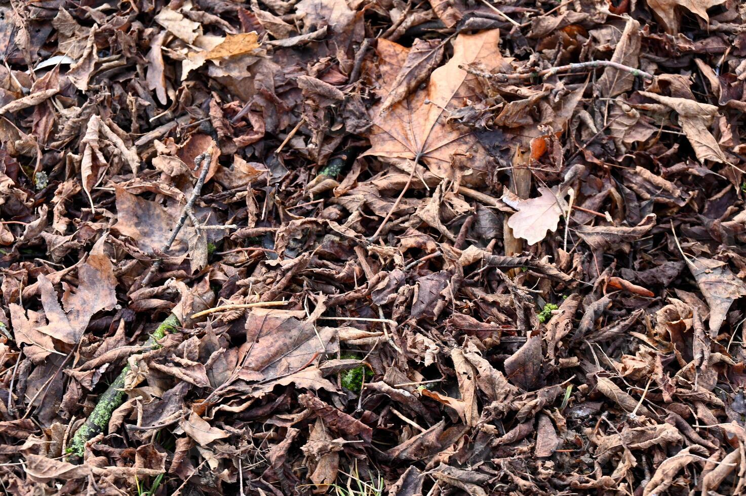 a close up view of a pile of leaves photo