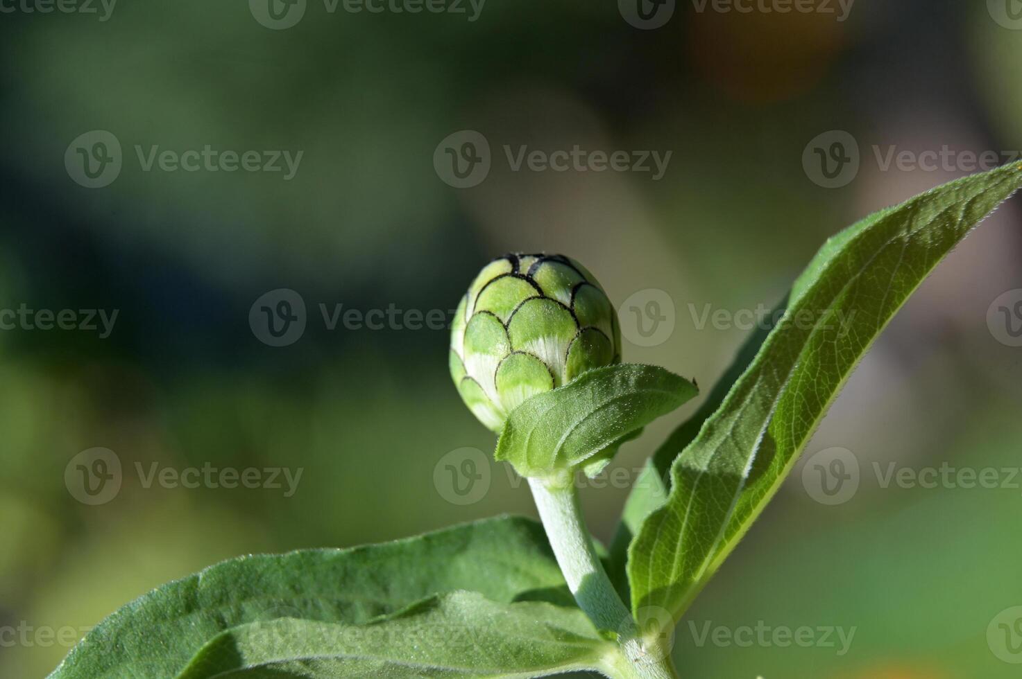 artichoke bud, spring, spring, spring, spring, spring, spring, spring, photo