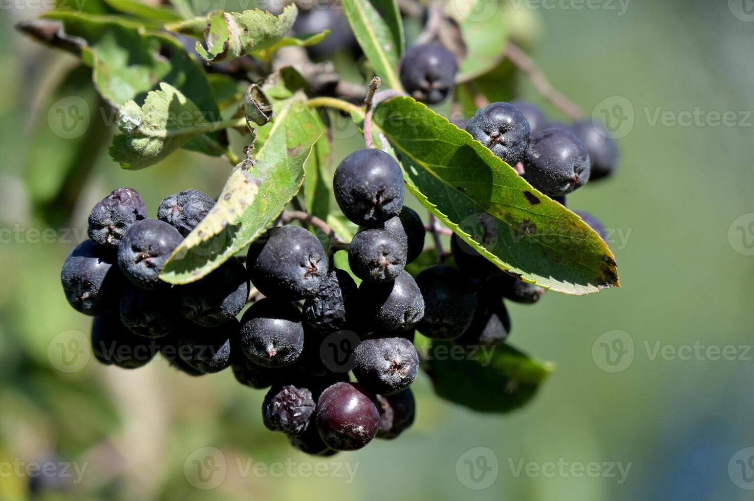a close up of a bunch of black berries on a tree photo