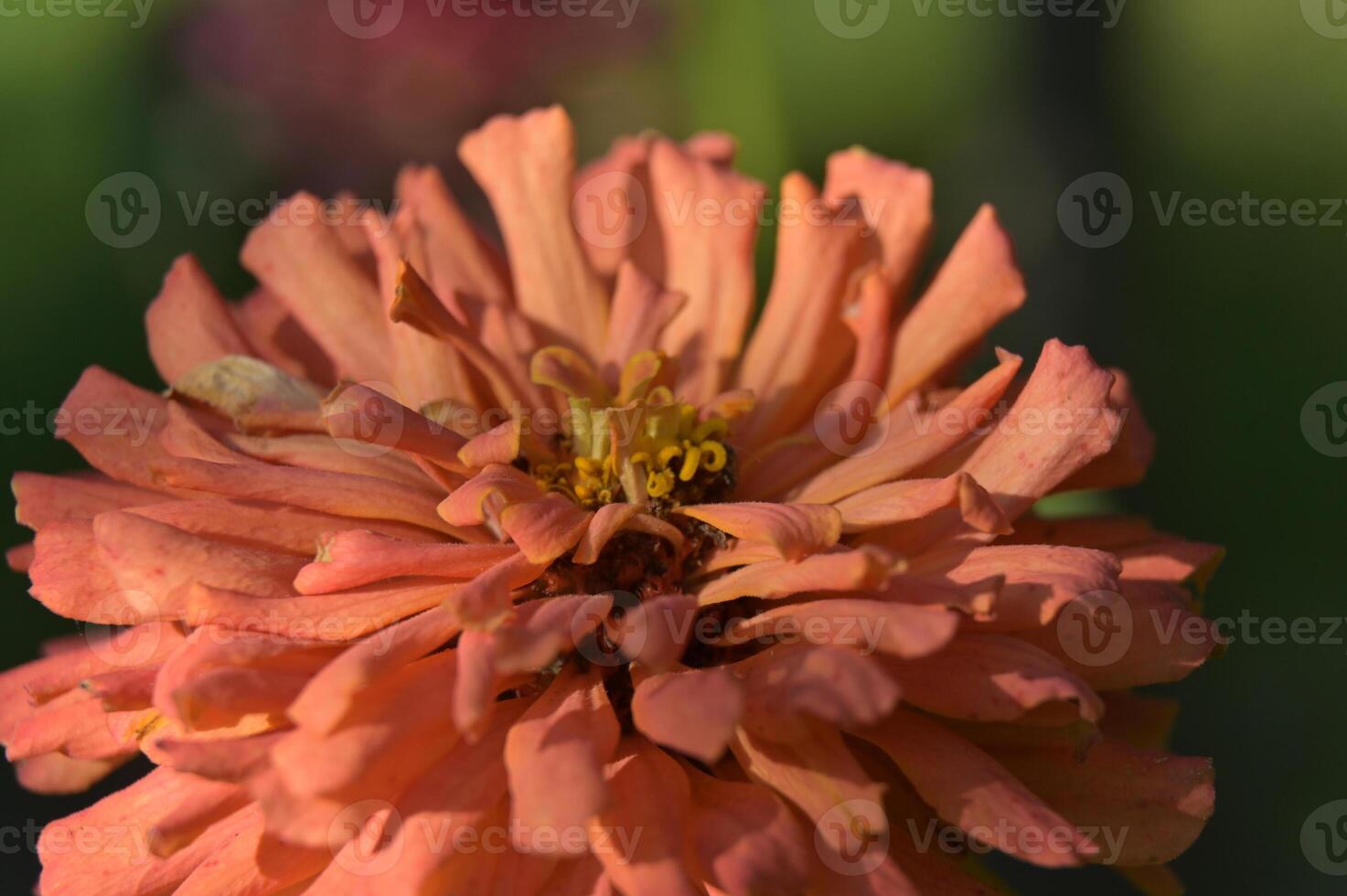 a close up of a flower with a yellow center photo