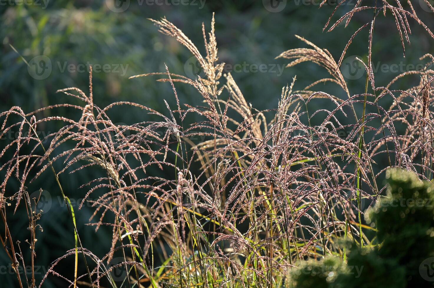 grasses in the sun photo