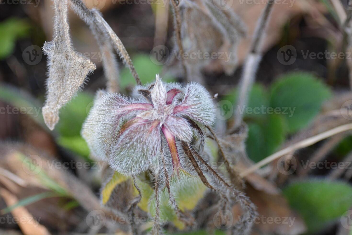 a plant with a flower and leaves on it photo