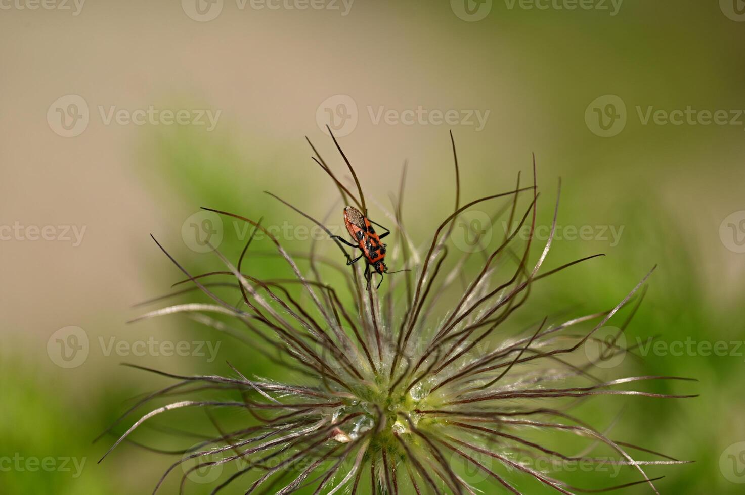 a red and black bug on a plant photo