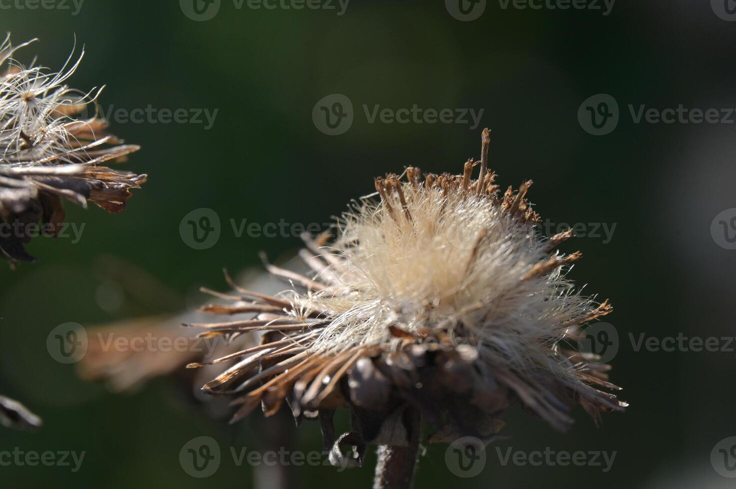 a close up of a dried flower with a blurry background photo