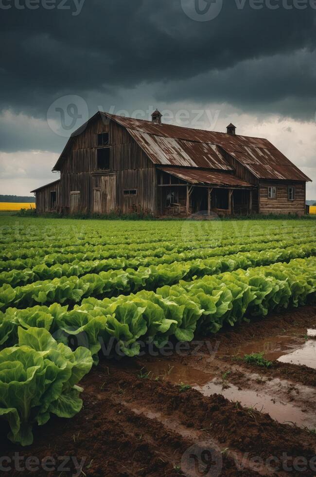 A rustic barn surrounded by lush green lettuce fields under a dramatic sky. photo
