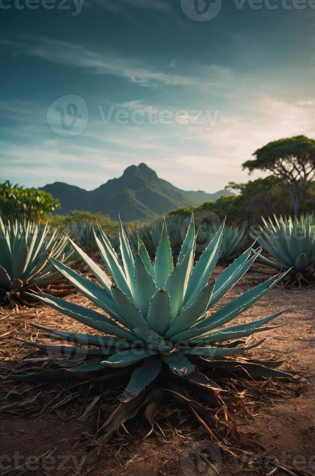 A scenic landscape featuring agave plants with mountains in the background. photo