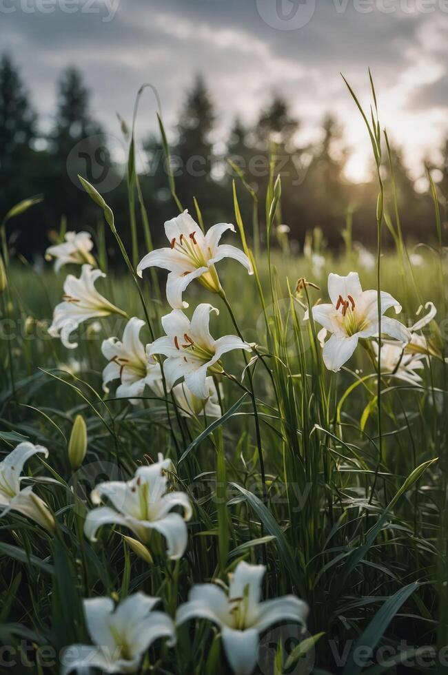 A serene field of white lilies bathed in soft sunlight, surrounded by lush green grass. photo