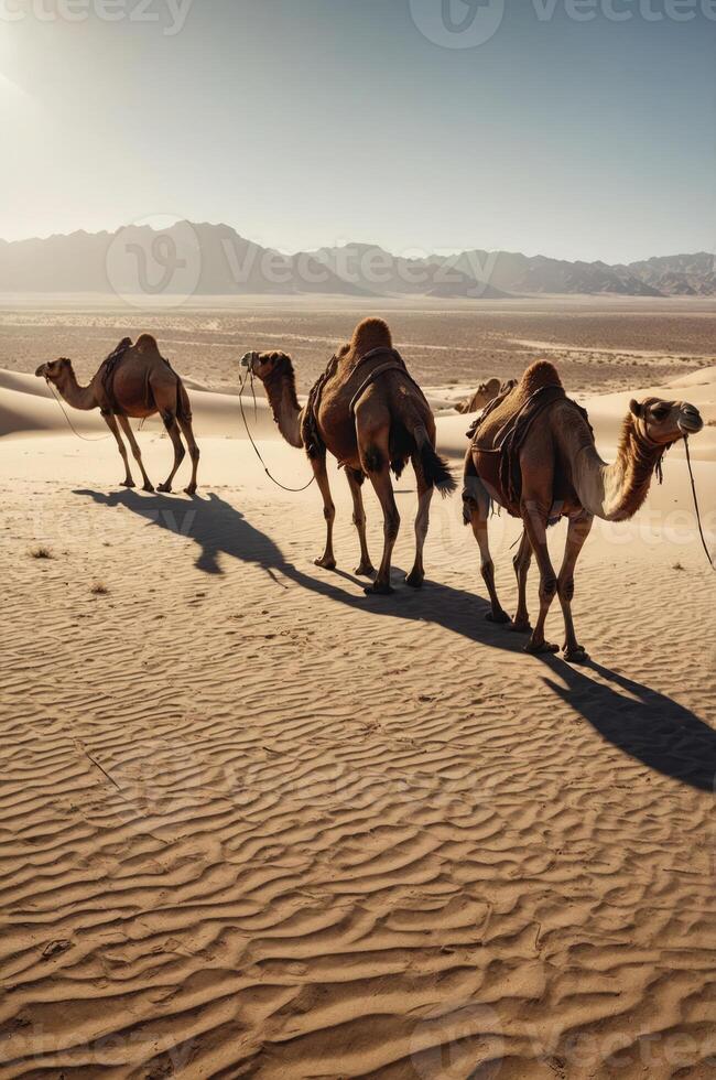 A line of camels walking across a sandy desert landscape under a clear sky. photo