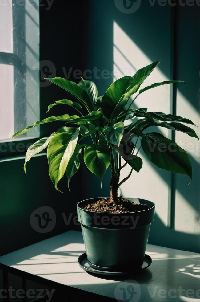 A lush green plant in a pot, illuminated by soft sunlight through a window. photo