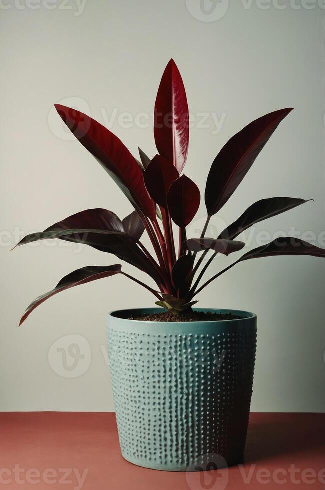 A decorative plant in a textured pot, showcasing vibrant red leaves against a minimalist backdrop. photo