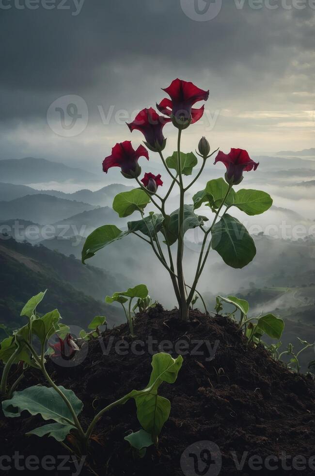 A cluster of red flowers atop a mound, surrounded by misty mountains and a dramatic sky. photo