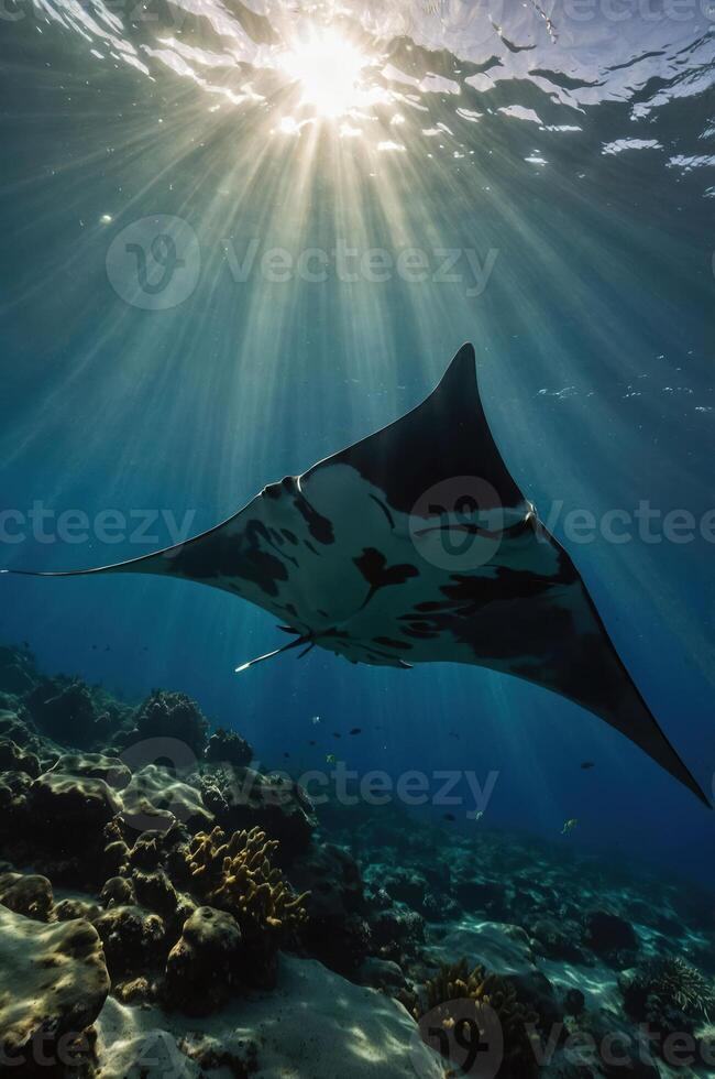 A manta ray glides gracefully through sunlit waters above a coral reef. photo