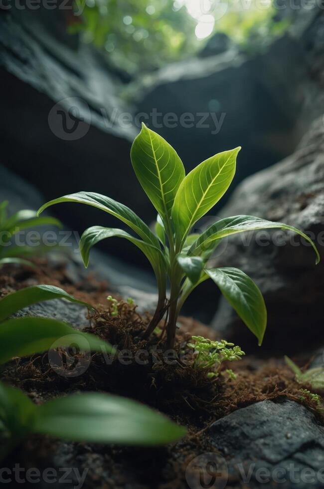 A young plant emerging from moss in a rocky environment, symbolizing growth and resilience. photo