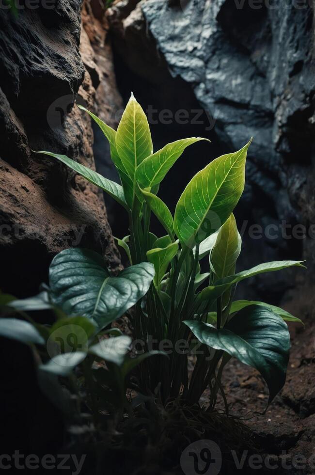 Lush green plants emerging from rocky terrain in a dimly lit environment. photo