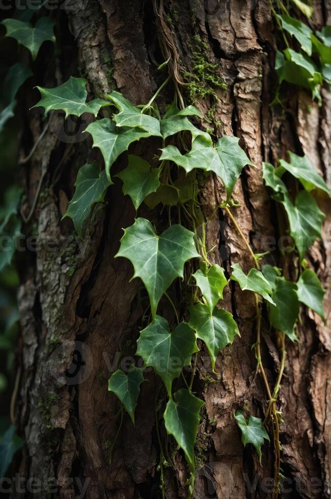 Close-up of ivy climbing a textured tree trunk in a natural setting. photo