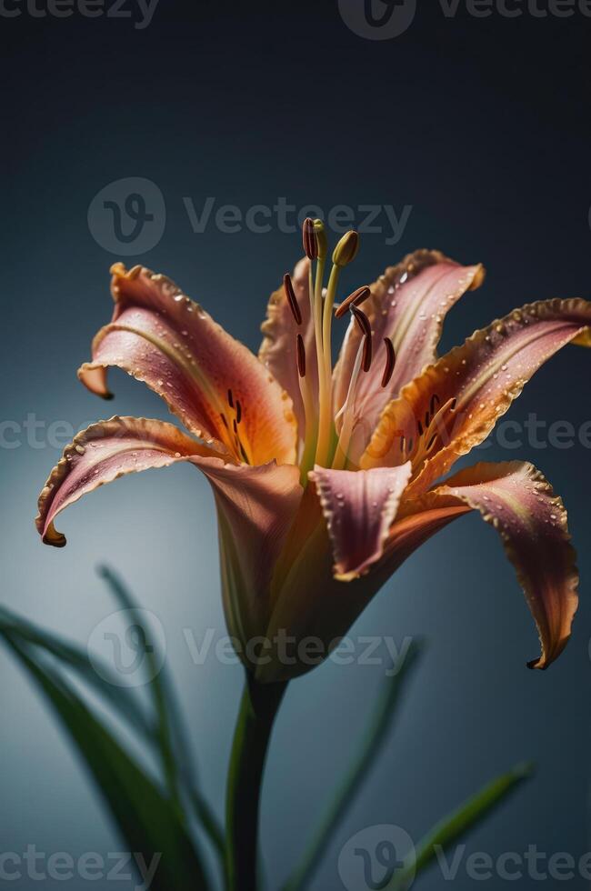 A close-up of a vibrant orange lily flower against a soft gradient background. photo