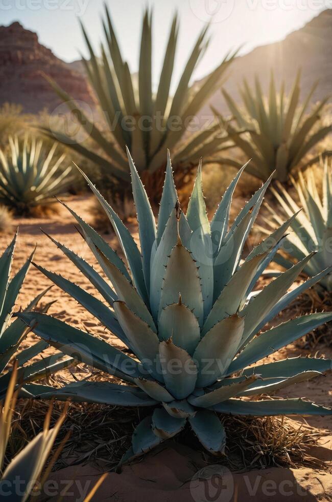 A desert landscape featuring vibrant agave plants under warm sunlight. photo