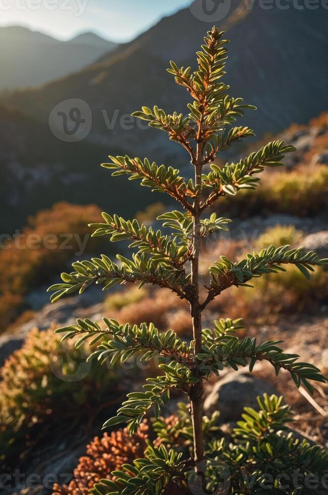 A young conifer tree stands against a mountainous backdrop, illuminated by soft sunlight. photo