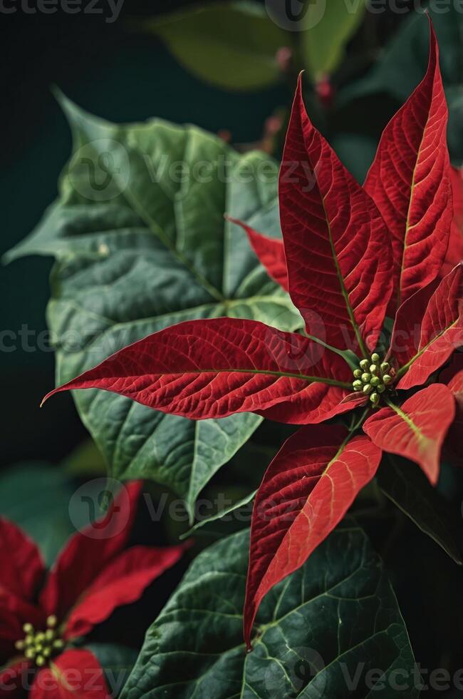 A close-up of vibrant red poinsettia leaves against a dark background. photo